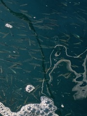 Actinopterygii