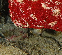 Canthigaster jactator