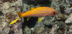 Mulloidichthys vanicolensis