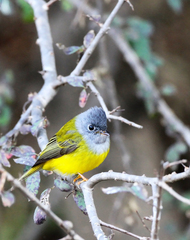 Culicicapa ceylonensis