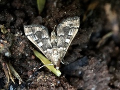 Nacoleia