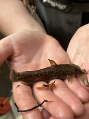 Ameiurus platycephalus