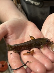 Ameiurus platycephalus