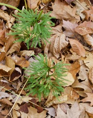 Dendrolycopodium hickeyi