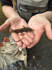 Ameiurus platycephalus