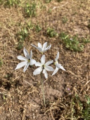 Leucocoryne ixioides