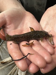 Ameiurus platycephalus