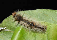 Pseudocragia quadrinotata