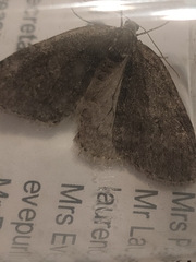 Epirrita dilutata