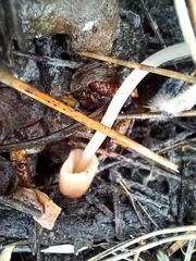 Mycena seynii