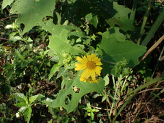 Smallanthus maculatus