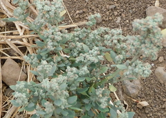 Chenopodium vulvaria