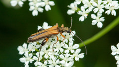 Oedemera podagrariae
