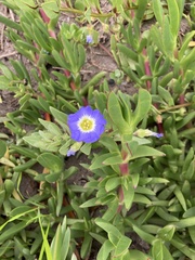 Nolana paradoxa