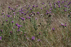 Carduus nigrescens