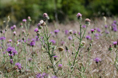 Carduus nigrescens