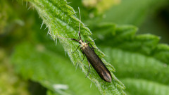 Coleophora