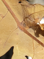 Andricus foliaformis