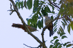 Campylorhynchus zonatus