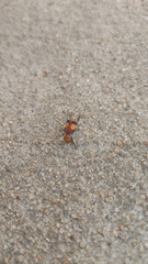 Enoclerus ichneumoneus