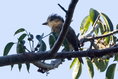 Pachyramphus aglaiae