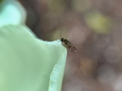 Ectopsocidae