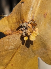 Andricus foliaformis