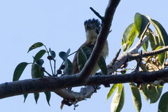 Pachyramphus aglaiae