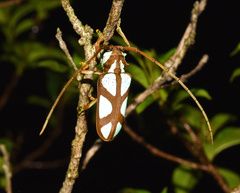 Prosopocera lactator