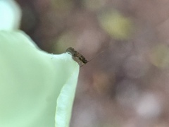 Ectopsocidae