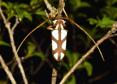 Prosopocera lactator