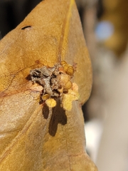 Andricus foliaformis