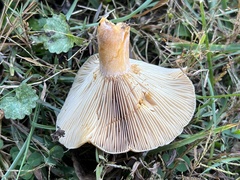 Lactarius chelidonium