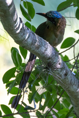 Momotus coeruliceps