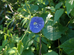 Jacquemontia pentanthos