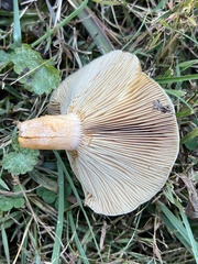 Lactarius chelidonium