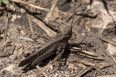 Abracris flavolineata