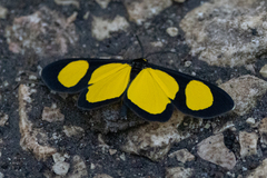 Cyllopoda jatropharia