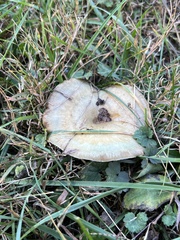 Lactarius chelidonium