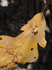 Andricus foliaformis