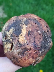 Cyanoboletus pulverulentus