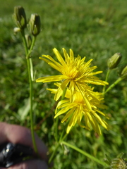 Crepis biennis