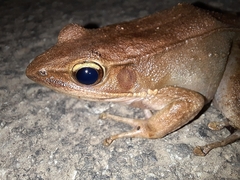 Indosylvirana caesari