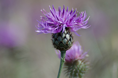 Centaurea scabiosa cephalariifolia