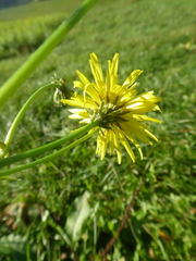 Crepis biennis