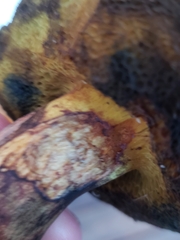 Cyanoboletus pulverulentus