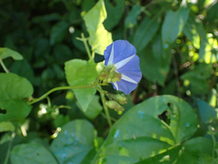 Jacquemontia pentanthos