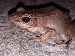 Indosylvirana caesari