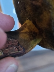 Cyanoboletus pulverulentus