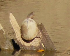 Sternotherus carinatus